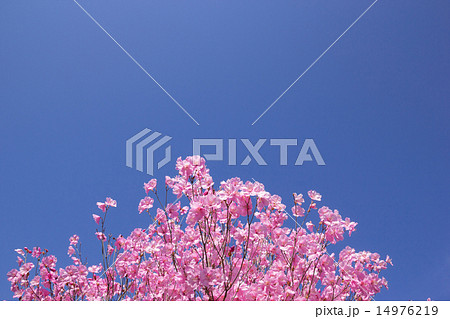 アカヤシオ 14976219