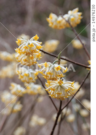 ミツマタの花 ミツマタの花 14976230