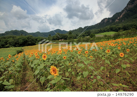 ひまわり畑 ひまわり畑 14976290