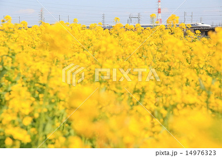 東海道新幹線と菜の花 14976323