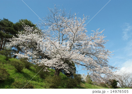 花巻城跡の桜 14976505