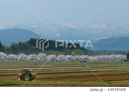 岩手県　御所湖の桜並木 14976508