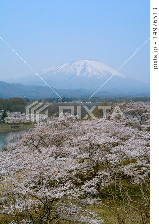 岩手県　四十四田ダムの桜 14976513