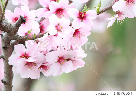 アーモンドの花 14976954