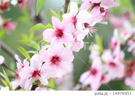 アーモンドの花 14976957