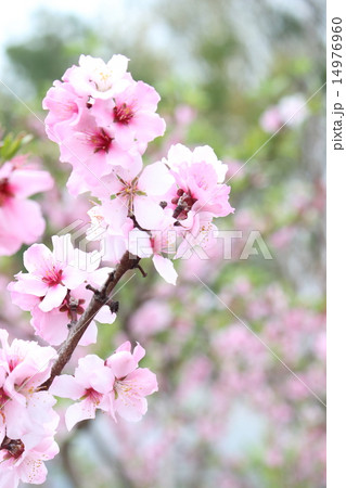 アーモンドの花 アーモンドの花 14976960
