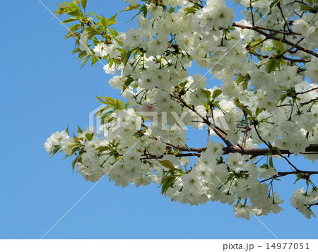 千原桜 14977051