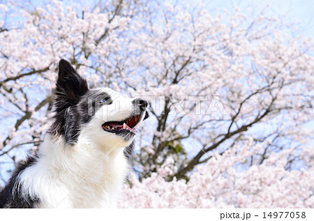 満開だねぇ♪ 14977058
