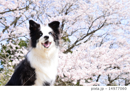 満開だねぇ♪ 14977060