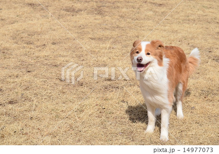 えへへ♪ えへへ♪ 14977073