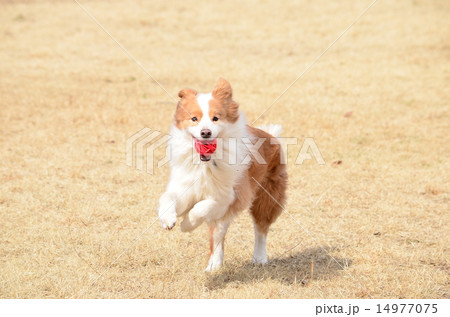 とったど~♪ とったど~♪ 14977075