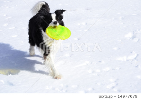 とったど~♪ とったど~♪ 14977079