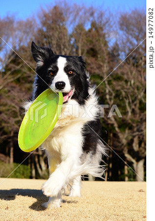 いぇ～い♪ 14977082