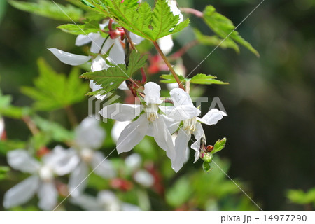 モミジイチゴ 14977290