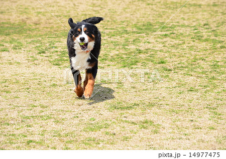 持ってきたよ~♪ 持ってきたよ~♪ 14977475
