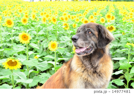 ひまわり満開だね♪ 14977481
