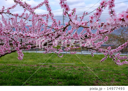 桃の花 14977493