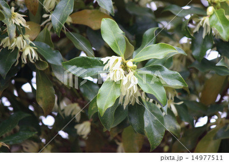 シキミの花 14977511