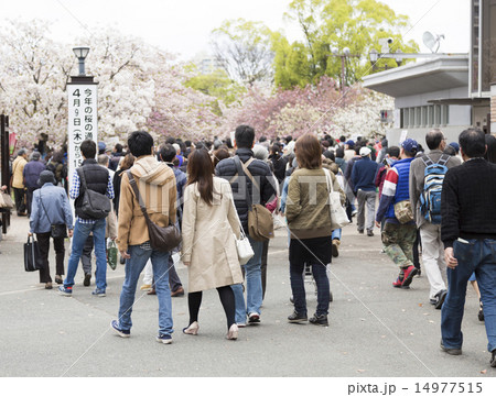 桜の通り抜け 14977515