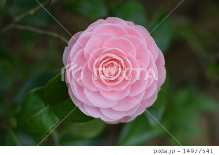 椿の花 14977541