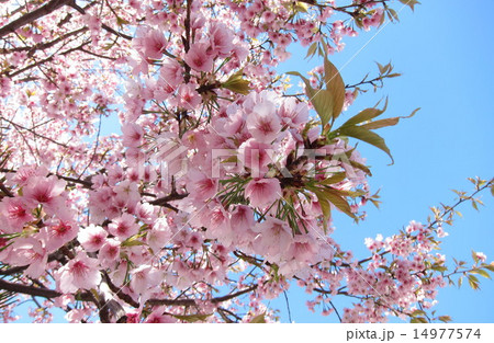さくら(横浜緋桜） 14977574