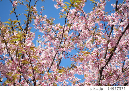 さくら(横浜緋桜） 14977575