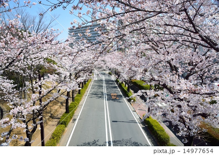 光が丘公園の桜 光が丘公園の桜 14977654