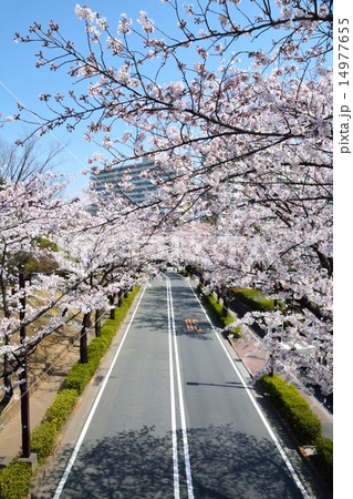 光が丘公園の桜 光が丘公園の桜 14977655