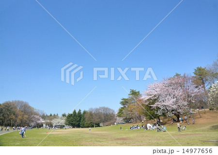 光が丘公園の桜 14977656