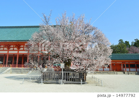 京都平安神宮の左近の桜 14977792