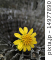 黄色い花 14977890