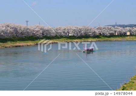 一目千本桜と屋形船 14978044