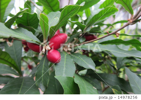 ミラクルフルーツ 14978256