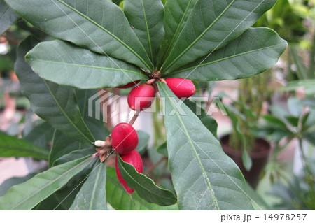 ミラクルフルーツ 14978257