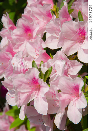 つつじ 14978724