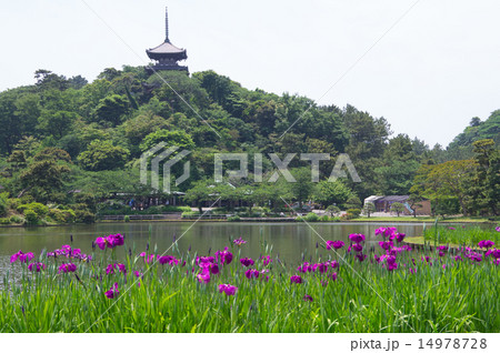 花菖蒲 花菖蒲 14978728