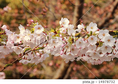 朝日を浴びて生き生きとして浮かび上がったピンク色の花(桜:ソメイヨシノ) 朝日を浴びて生き生きとして浮かび上がったピンク色の花(桜:ソメイヨシノ) 14978732