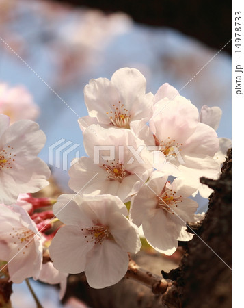 朝日を浴びて生き生きとしているピンク色の花(桜:ソメイヨシノ) 14978733