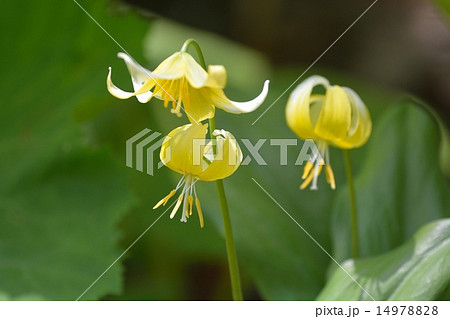 黄花カタクリ 14978828