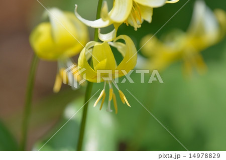 黄花カタクリ 黄花カタクリ 14978829
