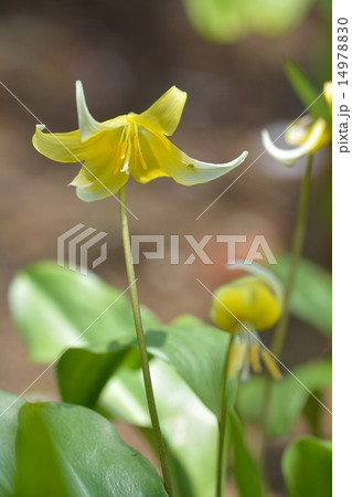 黄花カタクリ 14978830