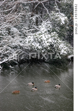 雪の横浜・港北ニュータウン・鴨池公園 14978882