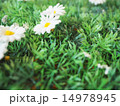 芝生のお花 14978945