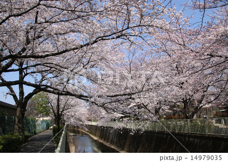 神田川の桜並木　高井戸 14979035