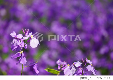 紫の花、ショカツサイ。 14979443