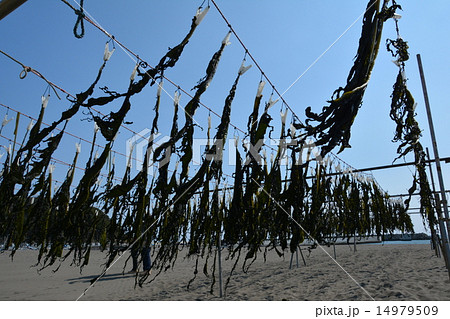 風になびくワカメ 風になびくワカメ 14979509