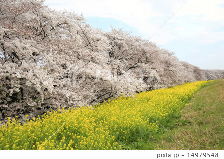 満開の桜と菜の花 14979548