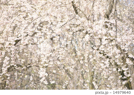 糸桜（シダレザクラ） 14979640
