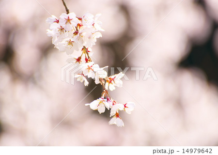 糸桜（シダレザクラ） 14979642