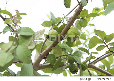 グアバの実 グアバの実 14979797